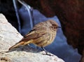 Female Black Redstart Phoenicurus ochruros