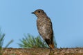 Female black redstart sitting on a spruce trunk. Young bird looking around for food. Tree bark and spruce needles in the