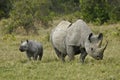 Female black rhinoceros and calf in Kenya Royalty Free Stock Photo