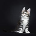 Silver tabby Maine Coon sitting and looking up