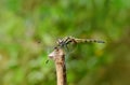 Female Black Stream Glider Dragonfly- Trithemis festiva, Sindhudurg, Maharashtra,