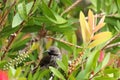 Female Black Sunbird In Bottlebrush Tree Nectarinia amethystina