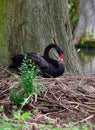 Female Black Swan Nesting Royalty Free Stock Photo