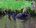 Female Black Swan Nesting Royalty Free Stock Photo