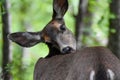 Female black-tailed deer looking back . Royalty Free Stock Photo