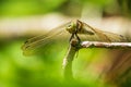 Female Black-tailed skimmer, Orthetrum cancellatum, closeup