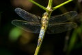 Female Black-tailed skimmer, Orthetrum cancellatum, closeup