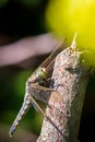 Female Black-tailed skimmer, Orthetrum cancellatum, closeup