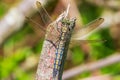 Female Black-tailed skimmer, Orthetrum cancellatum, closeup