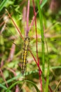 Female Black-tailed skimmer, Orthetrum cancellatum, closeup