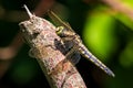 Female Black-tailed skimmer, Orthetrum cancellatum, closeup