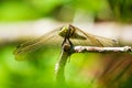 Female Black-tailed skimmer, Orthetrum cancellatum, closeup