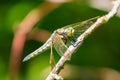 Female Black-tailed skimmer, Orthetrum cancellatum, closeup