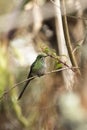 Female black-tailed trainbearer, lesbia victoriae, a long tailed hummingbird