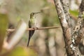 Female black-tailed trainbearer, lesbia victoriae, a long tailed hummingbird