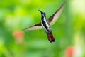 A female Black-throated Mango Anthracothorax nigricollis, dancing before the camera Royalty Free Stock Photo