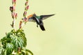 Tropical hummingbird feeding on nectar from an orange flower