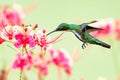 A female Black-throated Mango hummingbird Anthracothorax nigricollis and tropical pink flowers Royalty Free Stock Photo