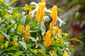 Female Black-throated Sunbird bird feeding on Lollipop plant Go