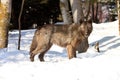 Female black timber wolf