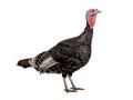 female black turkey isolated on white Royalty Free Stock Photo