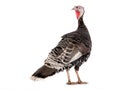 Female black turkey isolated on white Royalty Free Stock Photo