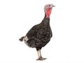 Female black turkey isolated on white Royalty Free Stock Photo