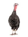 Female black turkey isolated on white Royalty Free Stock Photo