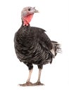 Female black turkey isolated on white Royalty Free Stock Photo