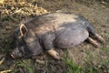 Female black Vietnamese Potbelly pig lying down Royalty Free Stock Photo