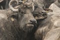 Water buffalo closeup