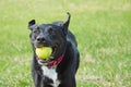 Black Labrador Mix Running With a Ball