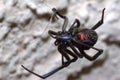 Female Black widow spider Royalty Free Stock Photo