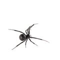 Female Black widow spider Royalty Free Stock Photo