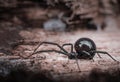 Black widow spider from Jew jersey Royalty Free Stock Photo