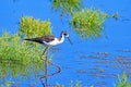 Female black winged stilt at Parc Natural de s`Albufera, Majorca, Spain