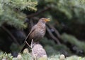 Female Blackbird