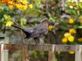 Female Blackbird