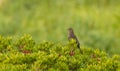 Female blackbird in the bushes Royalty Free Stock Photo