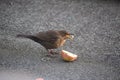 female blackbird catching an apple piece