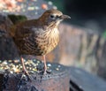 Female Blackbird