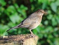 Female Blackbird