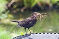 Female Blackbird Collecting Nesting Material Royalty Free Stock Photo