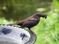 Female Blackbird Collecting Nesting Material Royalty Free Stock Photo