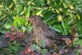 Female Blackbird