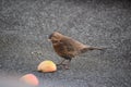 female blackbird discovering winter food Royalty Free Stock Photo