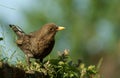 Female blackbird