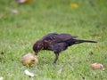 Female Blackbird eating apple