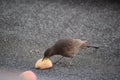 female blackbird eating on an apple Royalty Free Stock Photo