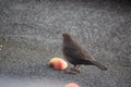 female blackbird claiming half an apple